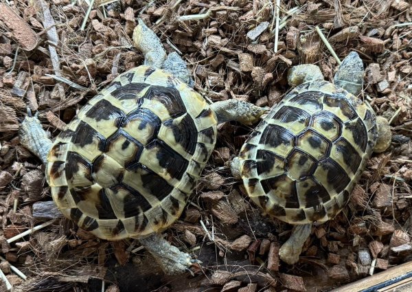 画像1: 3. ヒガシヘルマン (1)