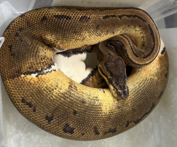 画像2: ☆5 ピンストパイ♀ (2)