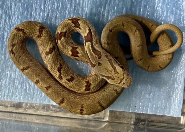 画像1: 2. シマヘビ (1)