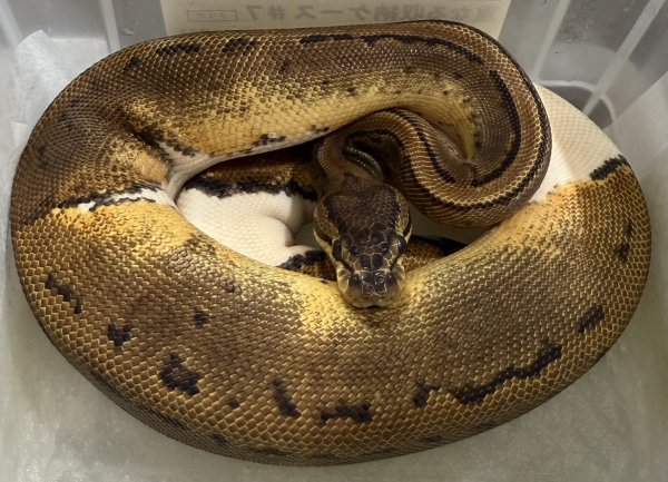 画像1: ☆5 ピンストパイ♀ (1)