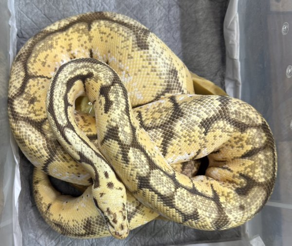 画像2: ☆2 バンブルビーゴースト♀ (2)