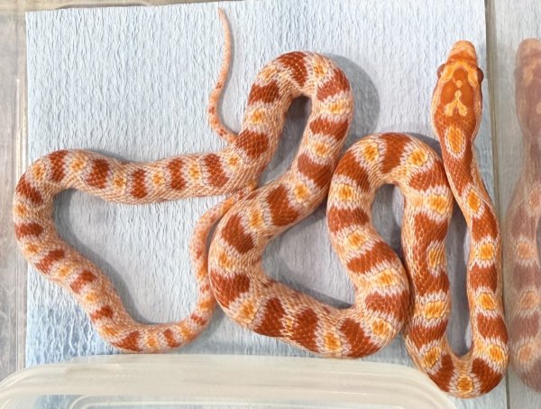 画像1: ♪7 リバースオケッティコーンスネーク (1)