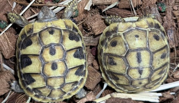 画像1: 2. ヒガシヘルマン (1)