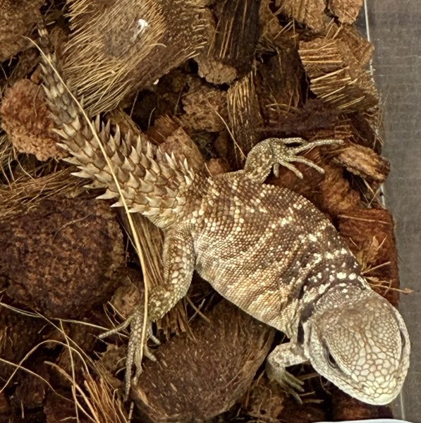 画像3: 2. ユカタントゲオイグアナ (3)