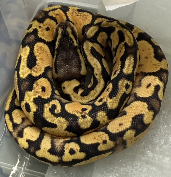 画像1: ☆4 パステルベビー♀ (1)