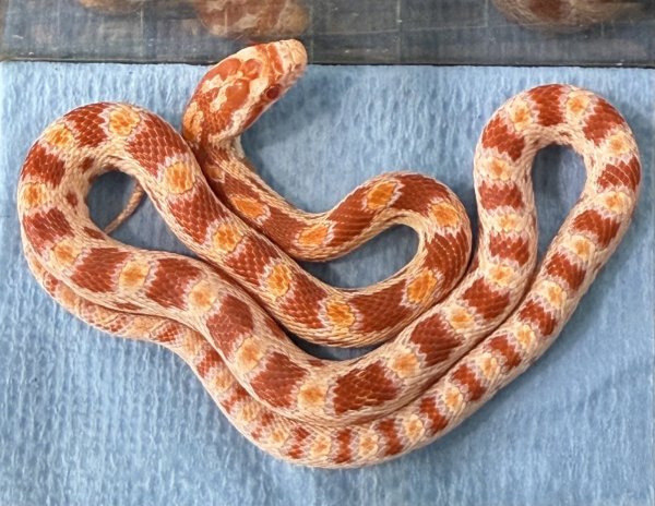 画像1: ♪6 リバースオケッティコーンスネーク (1)