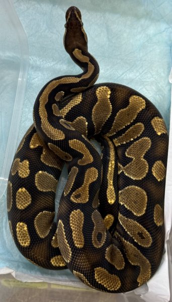 画像1: ☆3 イエローベリー♀ (1)