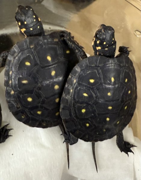 画像1: キボシイシガメ (1)