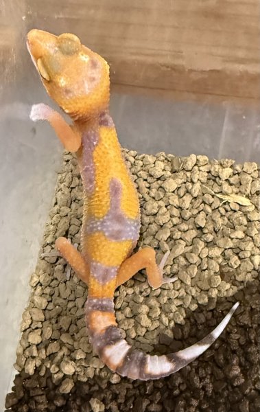 画像3: 77. ブラッドトレンパー (3)