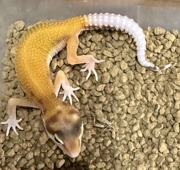 画像2: 71. エクリプス (2)