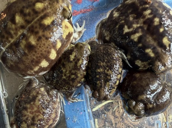 画像1: アメフクラガエル (1)